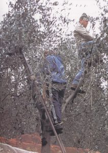 raccolta olive su scala_1.jpg